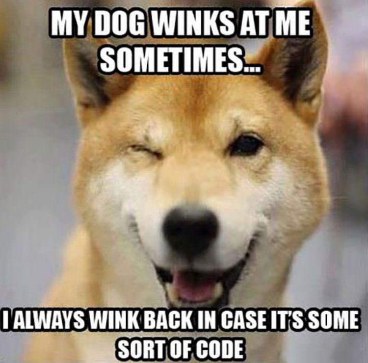 my dog winks at me funny picture