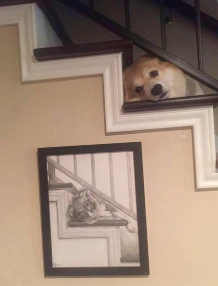 my dogs favorite spot funny picture