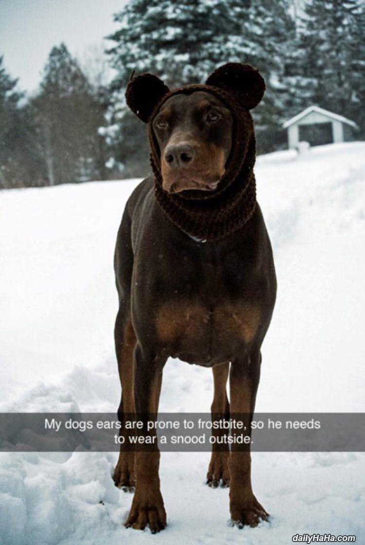 my dogs snow ears funny picture