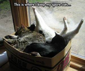 my spare cats funny picture