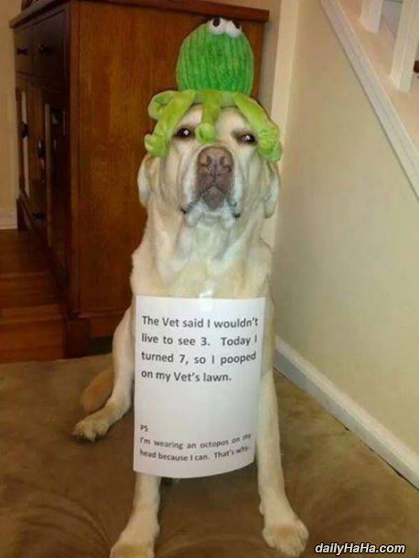 my vet funny picture