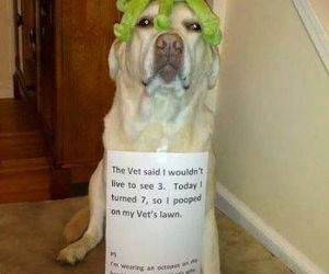 my vet funny picture