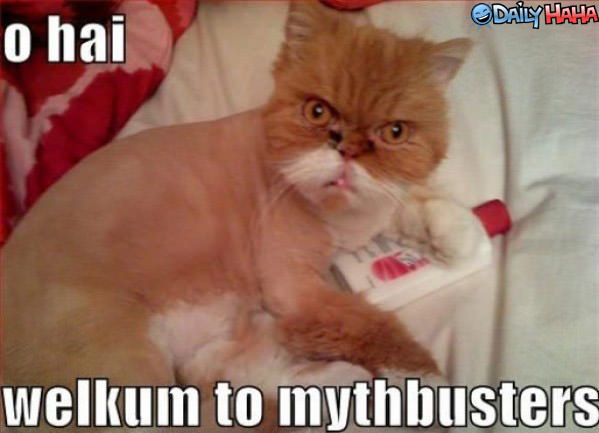 Myth Busters Cat Funny Picture
