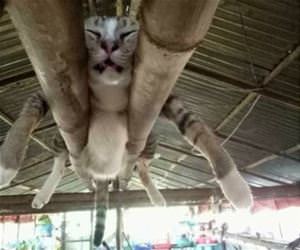 napping where i want funny picture