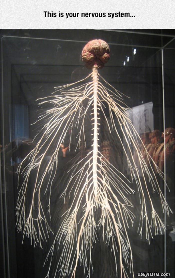 nervous system funny picture