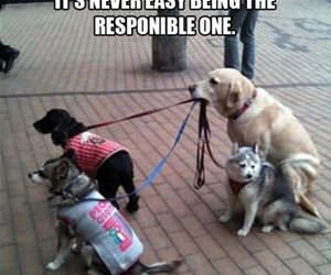 never easy funny picture