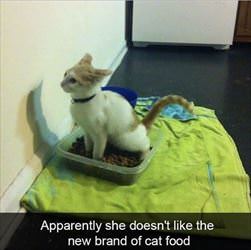 new cat food sucks
