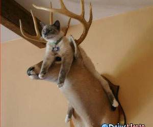 Cat bed - deer head