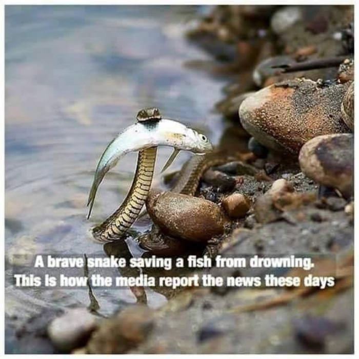 news these days funny picture