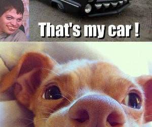 Nice Car Dog funny picture