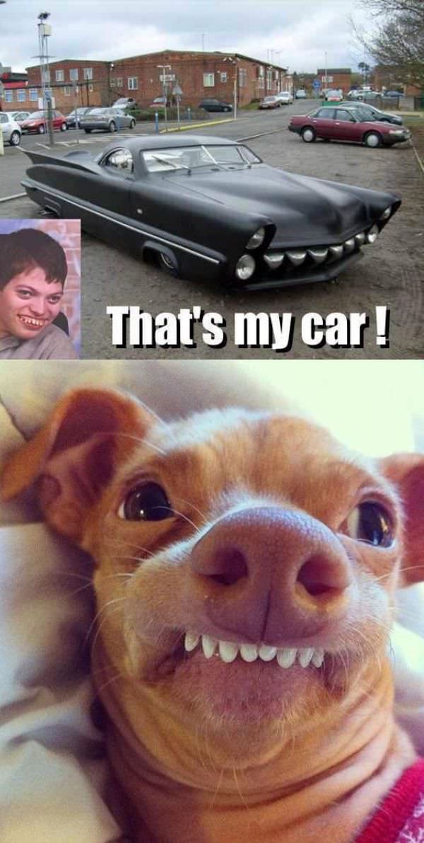 Nice Car Dog funny picture