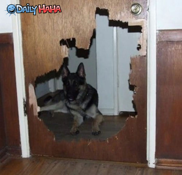 Nice Doggy Door
