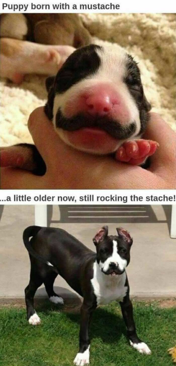 nice mustache funny picture