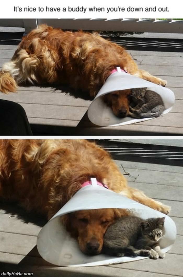 nice to have a buddy funny picture
