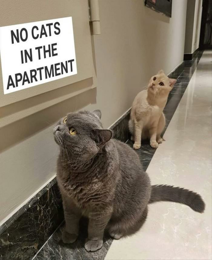 no cats