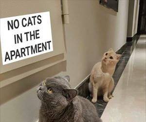no cats