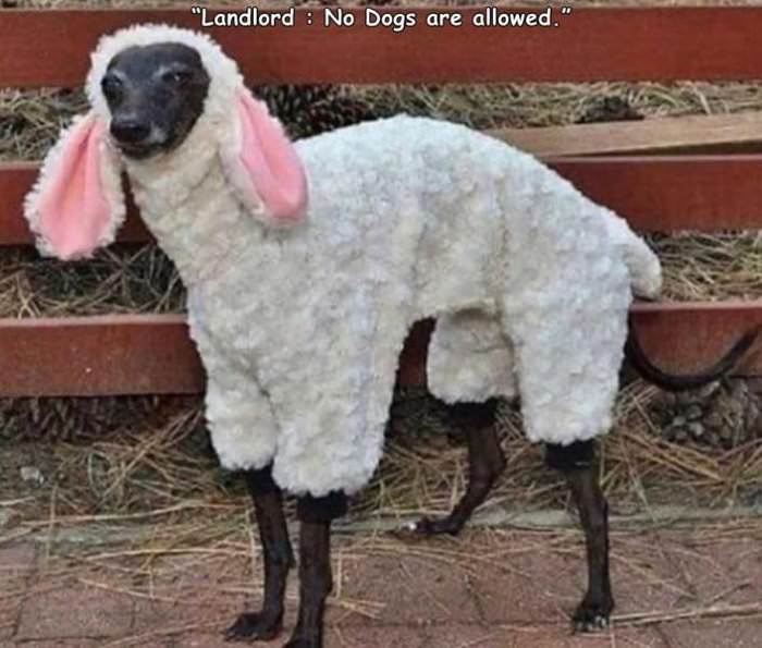 no dogs allowed ... 2