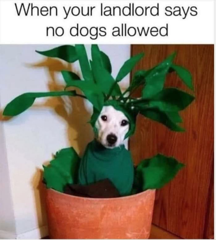 no dogs allowed ... 2