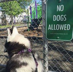 no dogs allowed ... 2