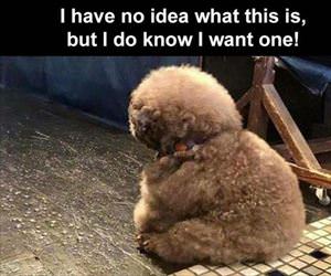 no idea what this is