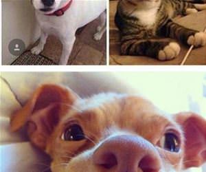 no-need-to-be-perfect funny picture