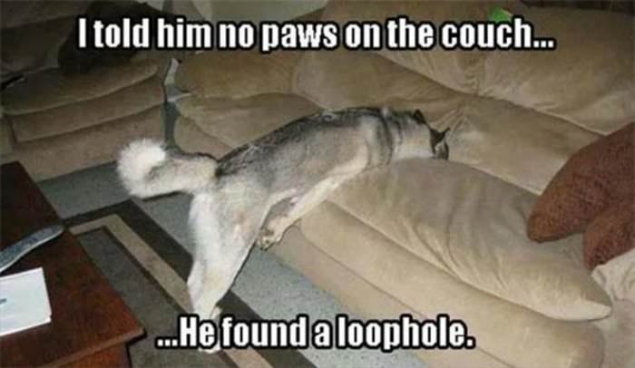 no paws on the couch