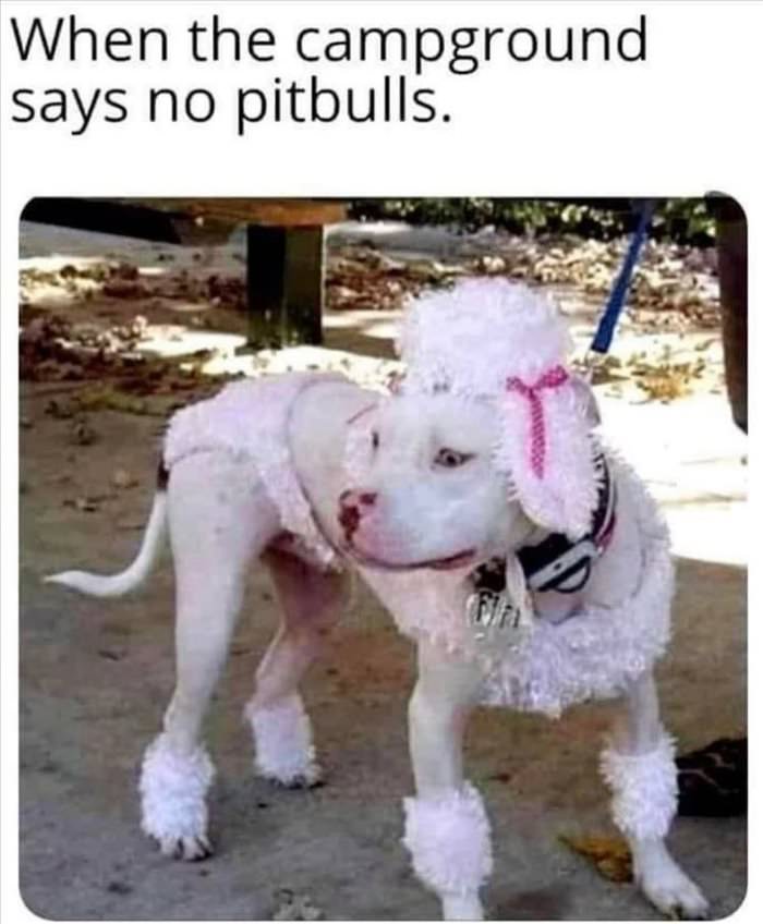 no pitbulls