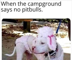 no pitbulls