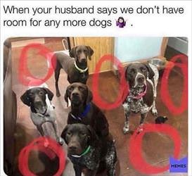 no room for more dogs