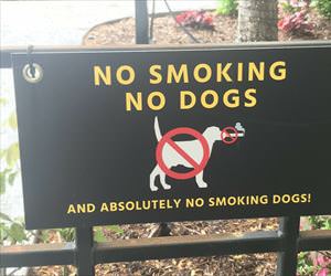no smoking and no dogs