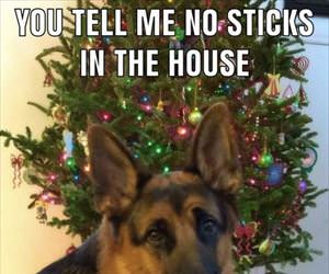 no sticks in the house