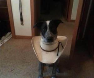 no cone for this dog funny picture