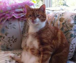 no diets funny picture