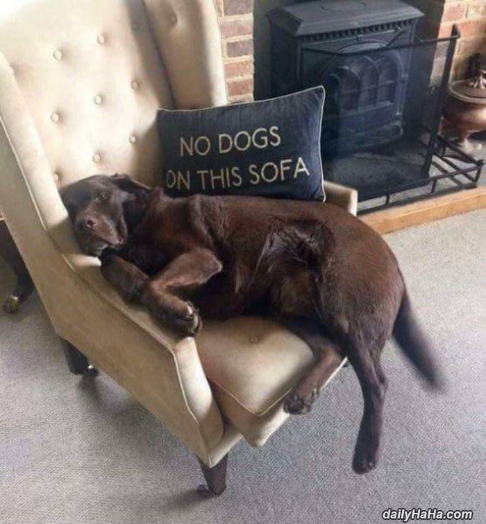 no dogs on this sofa funny picture