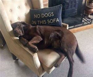 no dogs on this sofa funny picture