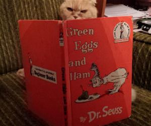 no i do not funny picture