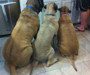 no matter what it is funny picture