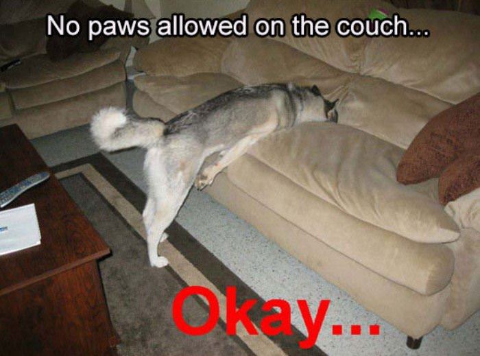 no paws allowed funny picture