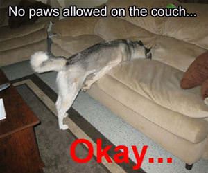 no paws allowed funny picture