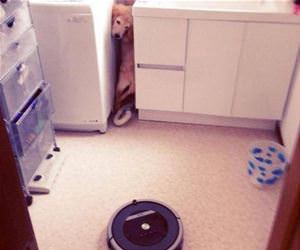 no roombas for me funny picture