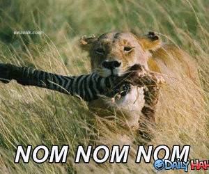 Om Nom Nom Nom funny picture