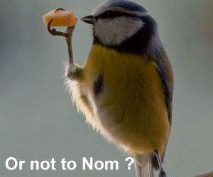 Nom or Not funny picture