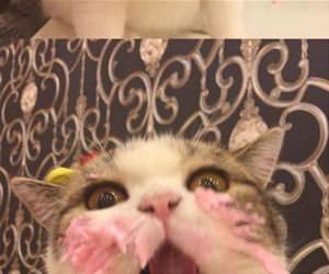 nommm nom nomm nom cake funny picture