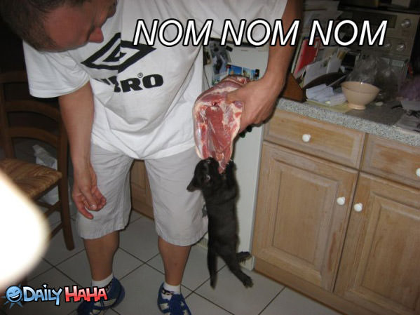 Nom Nom Cat Steak Funny Picture
