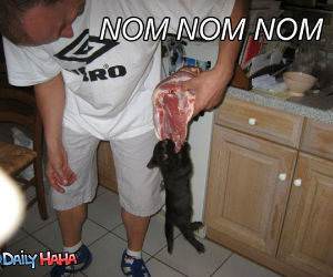 Nom Nom Cat Steak Funny Picture