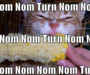 Nom and Turn