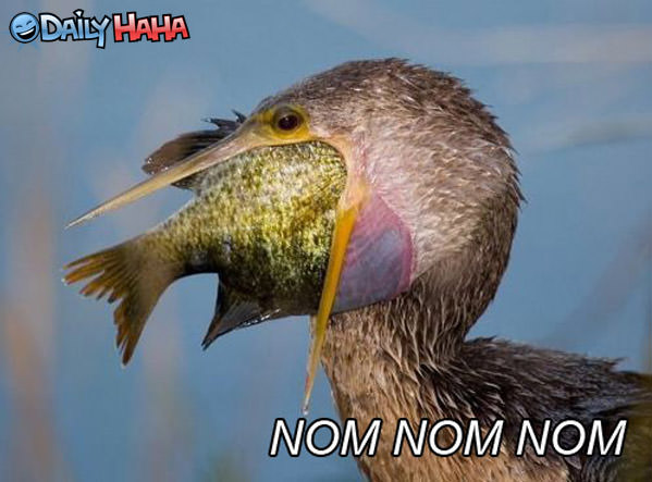 Nom Nom Bird
