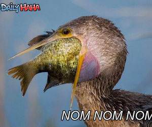 Nom Nom Bird