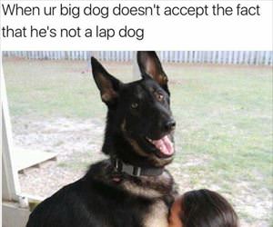 not a lap dog