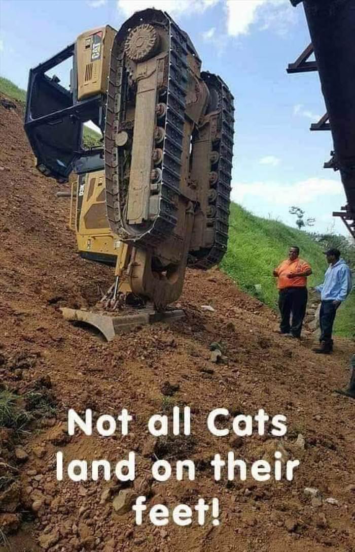 not all cats